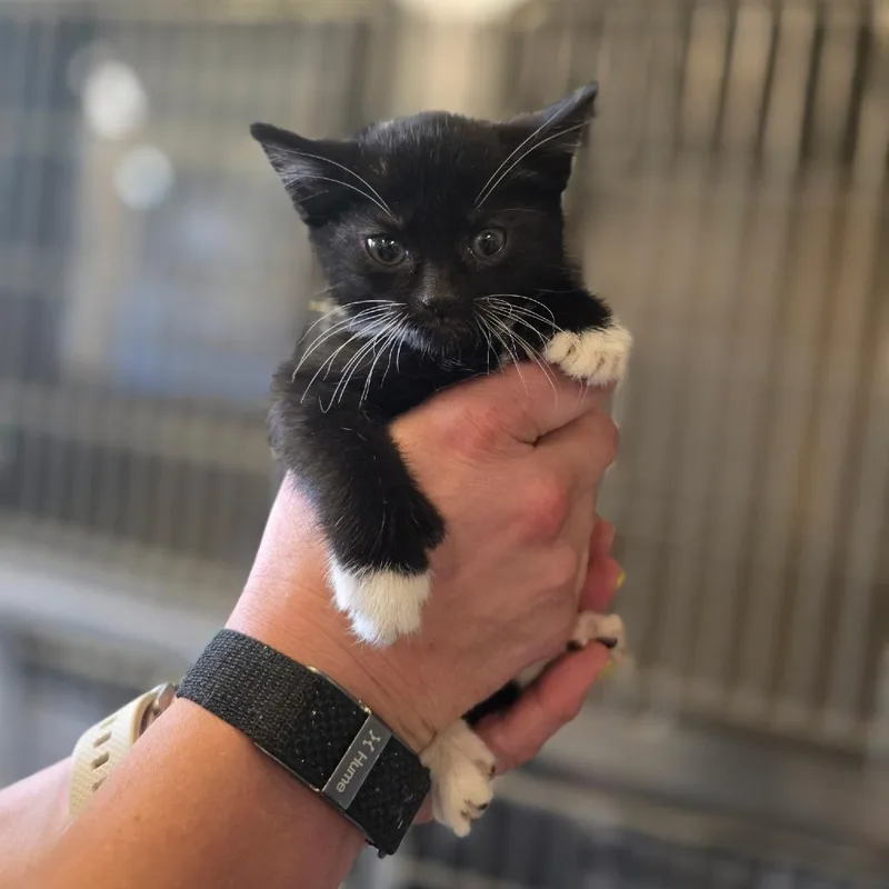 A baby small-sized female Black Domestic Short Hair cat named Sweet Tart for adoption in Corinth, MS