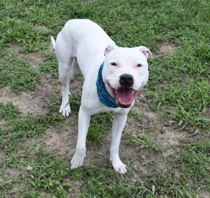 A young medium-sized female American Staffordshire Terrier dog named Silly Shelly for adoption in Inverness, FL