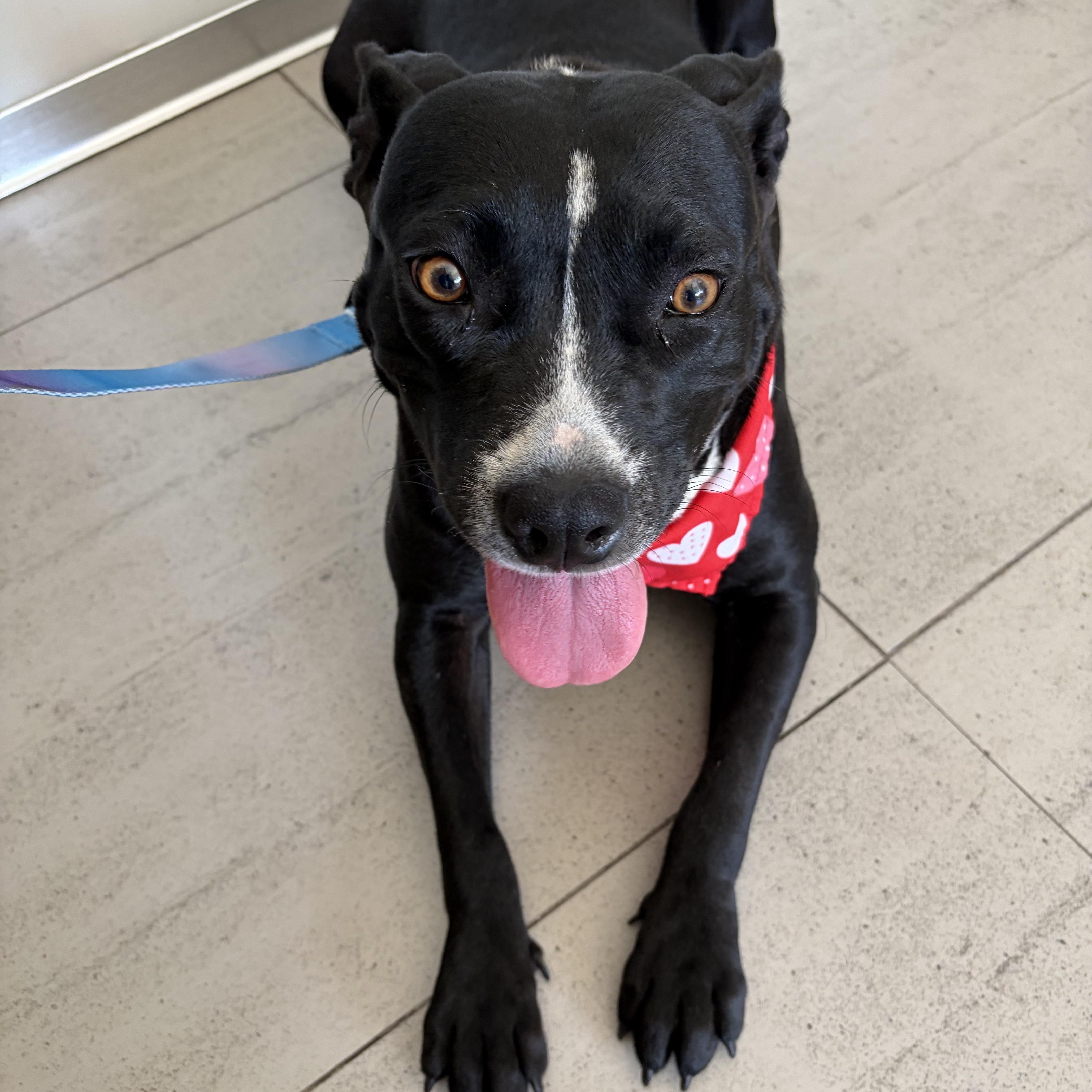 An adult medium-sized female Black Pit Bull Terrier dog named Nova for adoption in Poway, CA