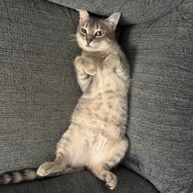 Marshmallow