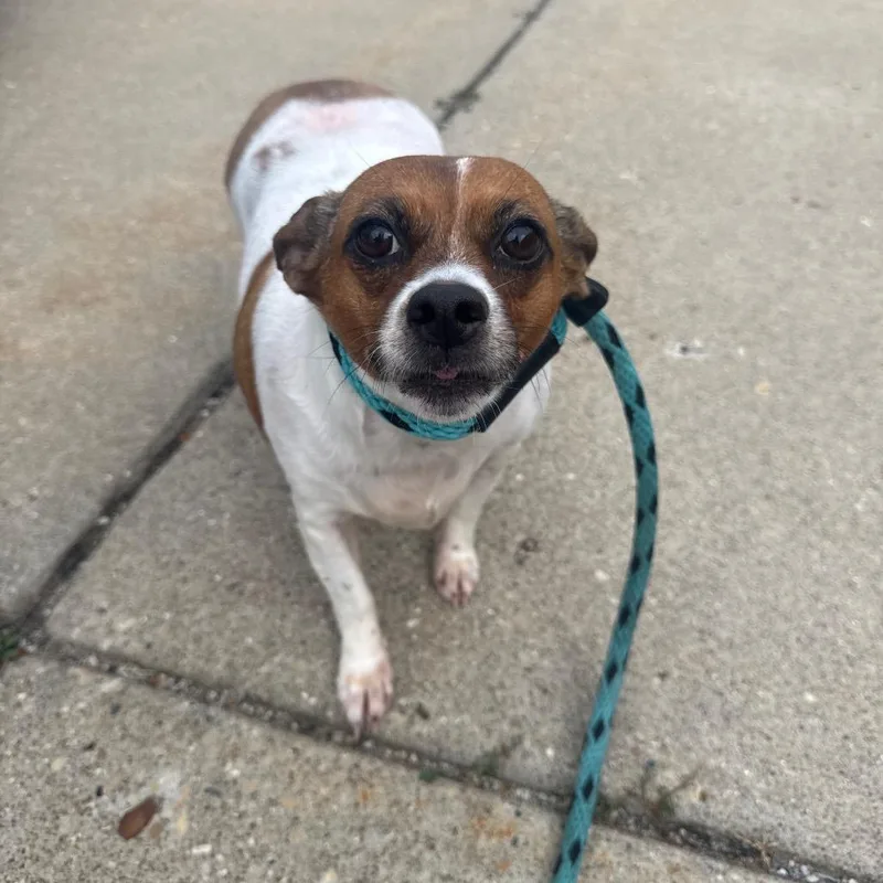 A senior small-sized female Chihuahua dog named Shaylie for adoption in Canton, IL