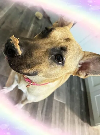 A young medium-sized female American Bulldog dog named Cholula for adoption in Liverpool, TX