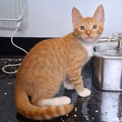 A baby small-sized male Domestic Short Hair cat named Bo for adoption in Westland, MI