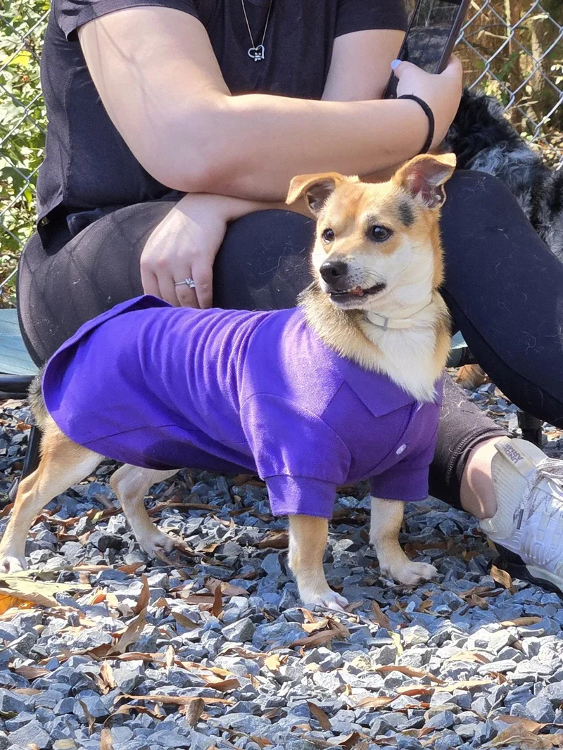 A young small-sized male Chihuahua dog named Mister for adoption in Albemarle, NC