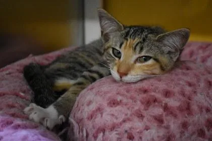 A young large-sized female Domestic Short Hair cat named Nonny for adoption in Kansas City, MO