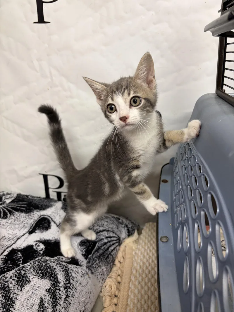A baby medium-sized male Domestic Short Hair cat named Sturgill for adoption in Social Circle, GA