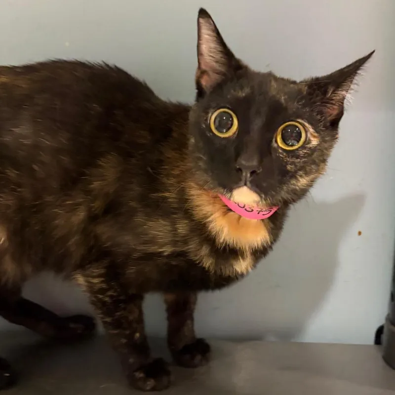 An adult medium-sized female Black Domestic Short Hair cat named Gwen for adoption in Chattanooga, TN