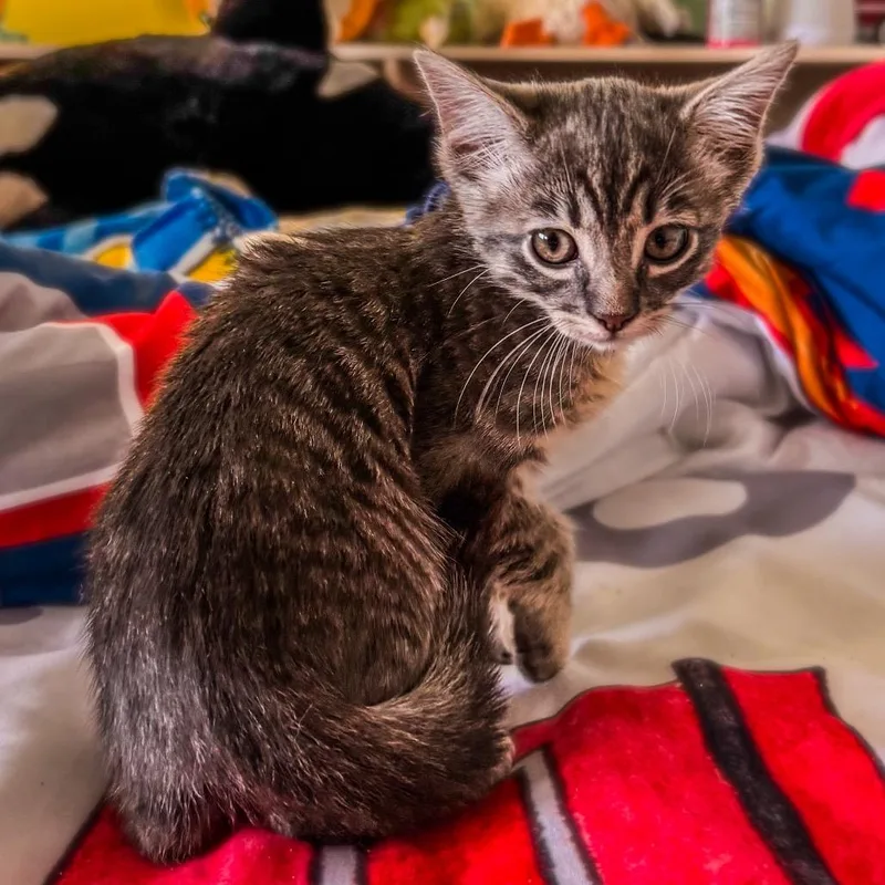 A baby small-sized female Gray / Blue / Silver Domestic Short Hair cat named Beverly for adoption in Long Beach, CA