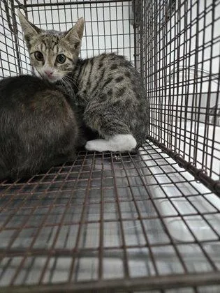 A baby small-sized male Domestic Short Hair cat named Dribble for adoption in Oakland, CA