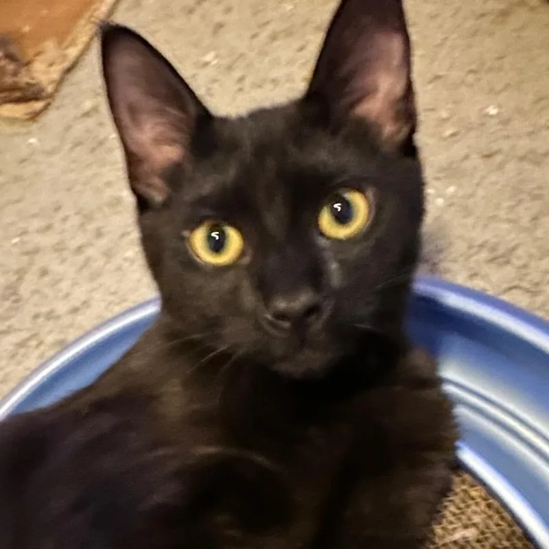 A baby medium-sized male Black Domestic Short Hair cat named Demoman Roswell for adoption in Denver, CO