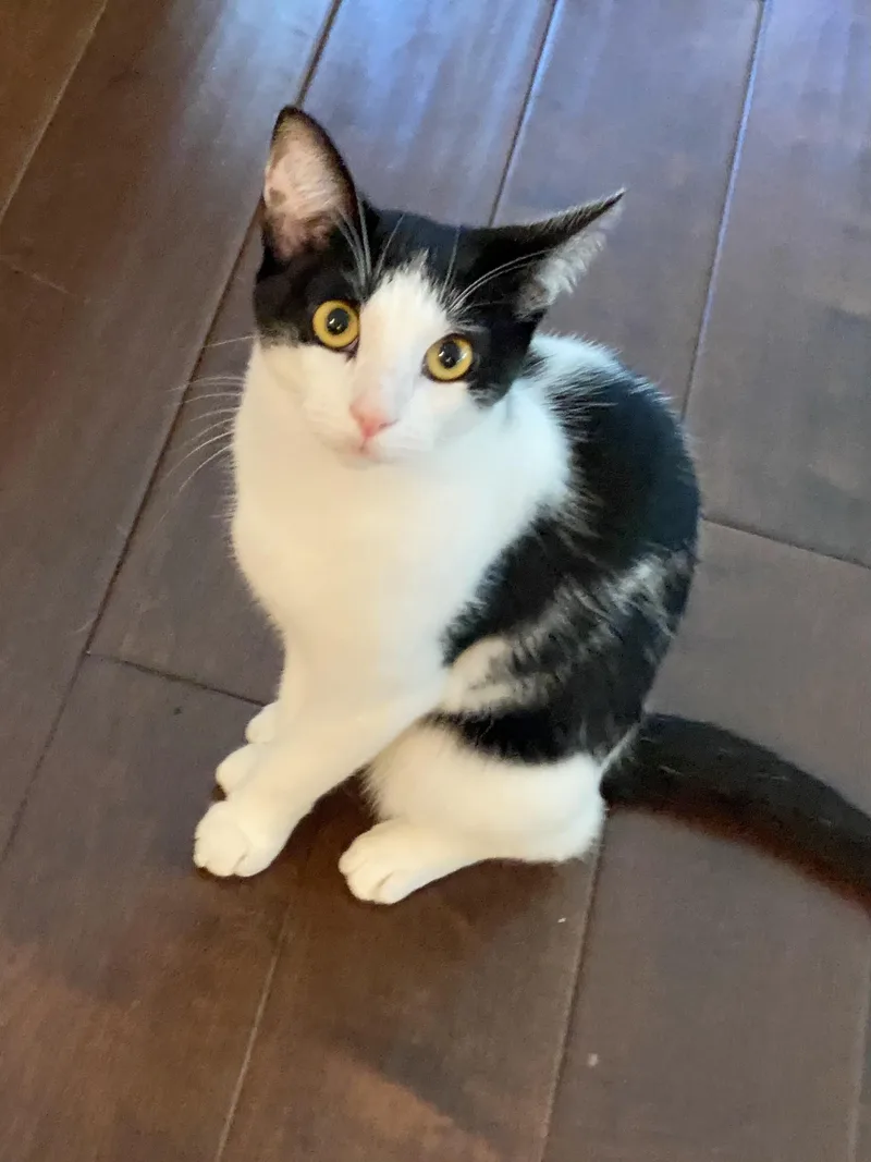 A young small-sized female Black & White / Tuxedo Domestic Short Hair cat named Cookies & Cream for adoption in Torrance, CA