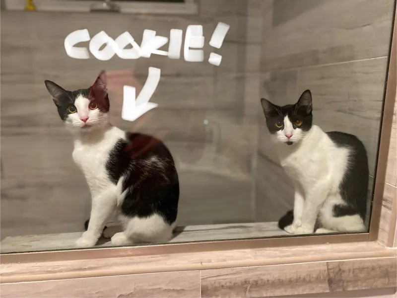 Cookies & Cream thumbnail 4