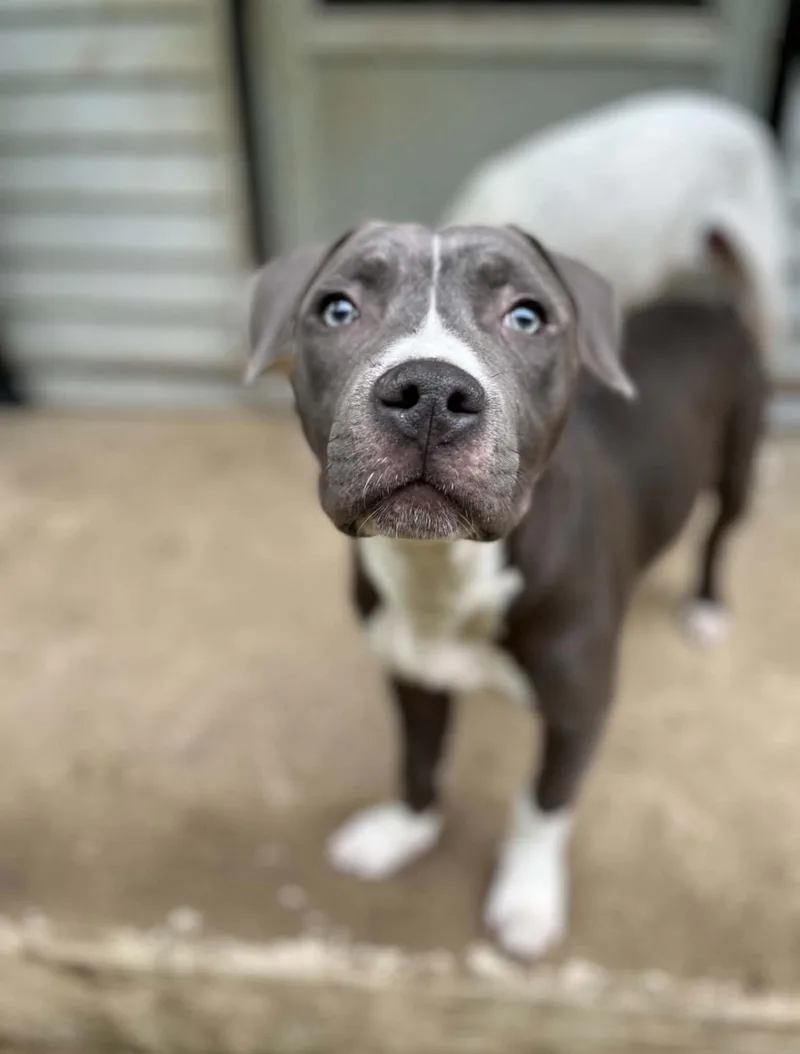 A baby medium-sized male Gray / Blue / Silver Pit Bull Terrier dog named Lindy Ruff for adoption in Darien Center, NY