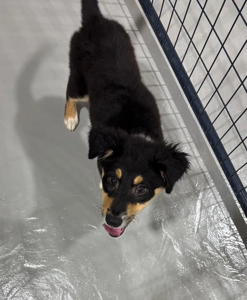 A baby medium-sized female Golden Australian Shepherd dog named Cleo for adoption in Ruston, LA
