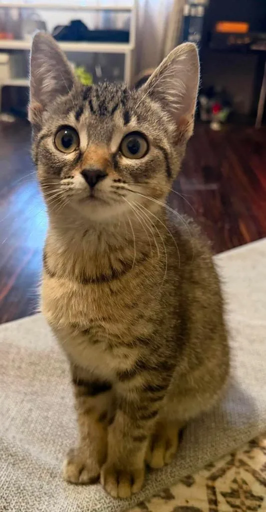 A baby small-sized female Domestic Short Hair cat named Bootz for adoption in Fond Du Lac, WI