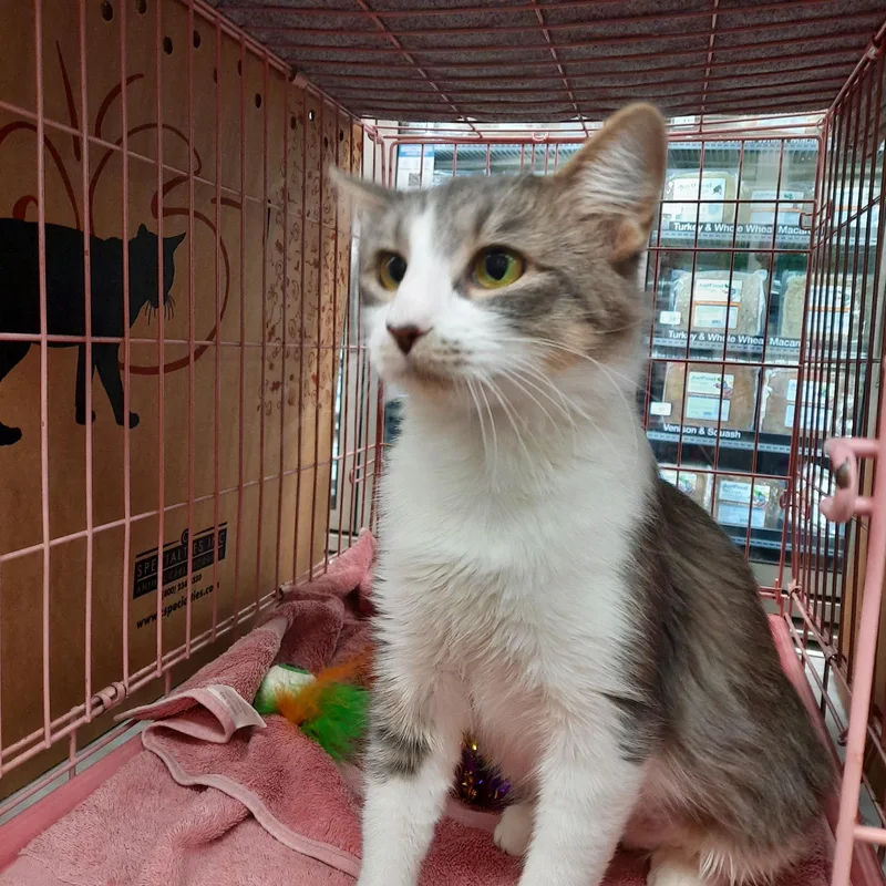 An adult medium-sized female Domestic Short Hair cat named Princess for adoption in Huffman, TX