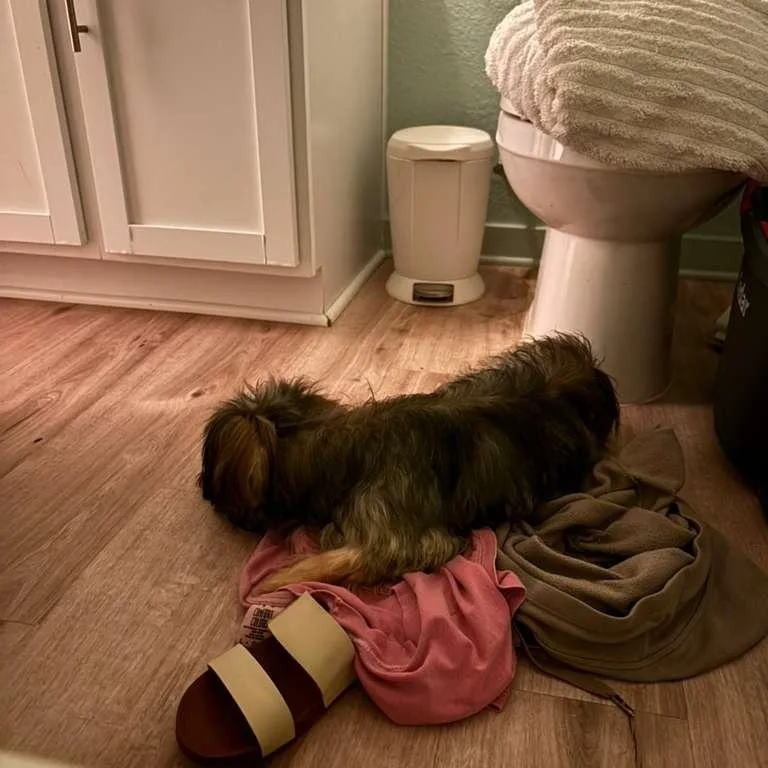 Rufus