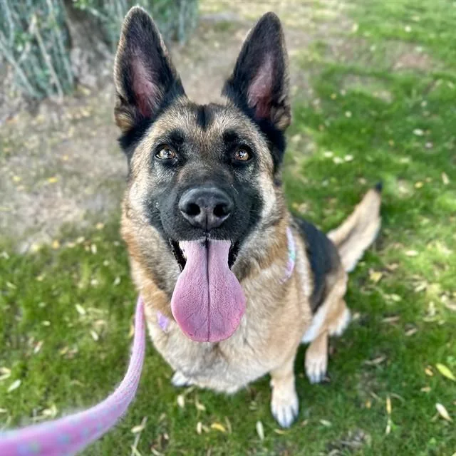 An adult large-sized female German Shepherd Dog dog named Gemma for adoption in Phoenix, AZ