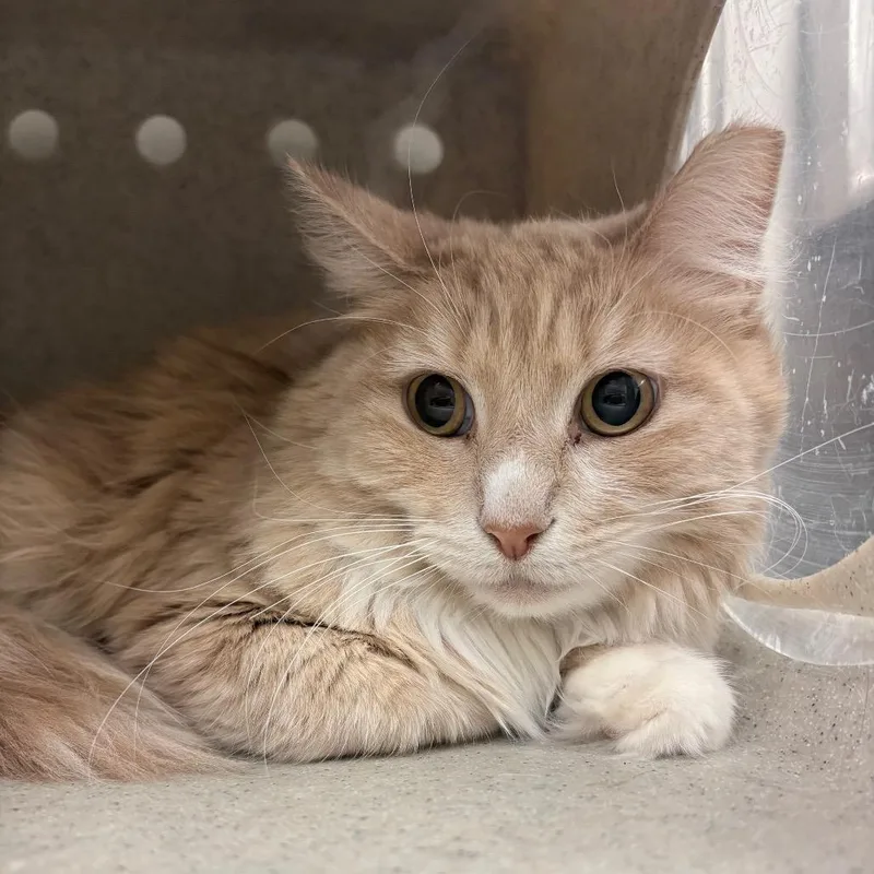 An adult medium-sized female Orange / Red Domestic Medium Hair cat named Sparkler for adoption in Reno, NV