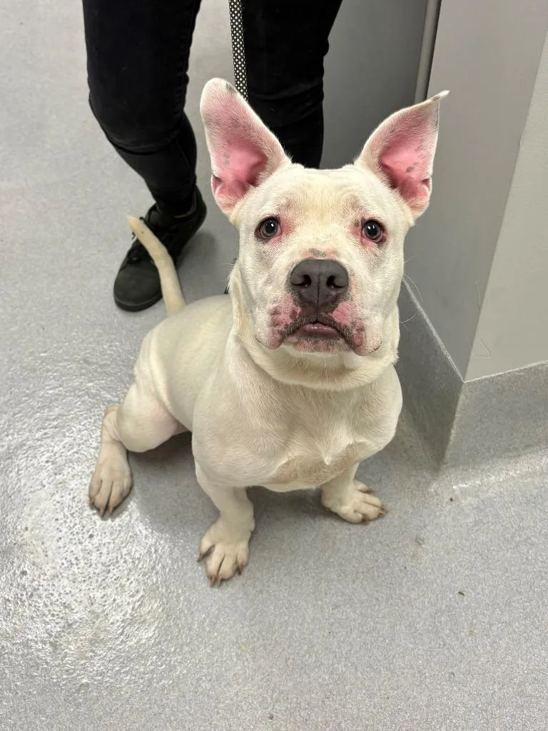 A young medium-sized male Pit Bull Terrier dog named Thatch for adoption in Chillicothe, OH