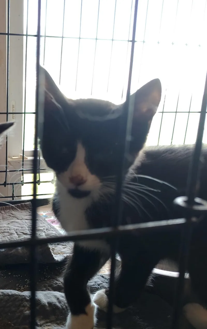 A baby medium-sized male Black & White / Tuxedo Tuxedo cat named Alex for adoption in Evansville, IN