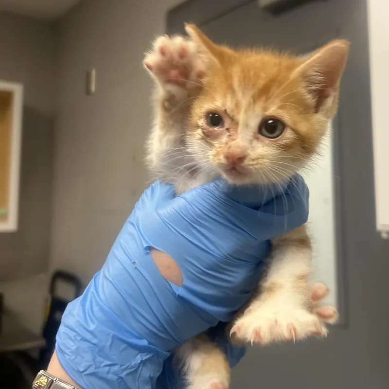 A baby small-sized male Orange / Red Domestic Short Hair cat named Mew for adoption in Greenville, SC