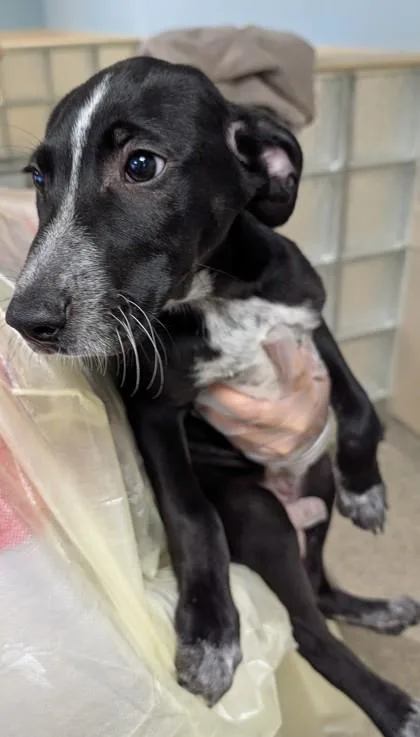A baby medium-sized male Terrier dog named Chekov for adoption in Washington, DC