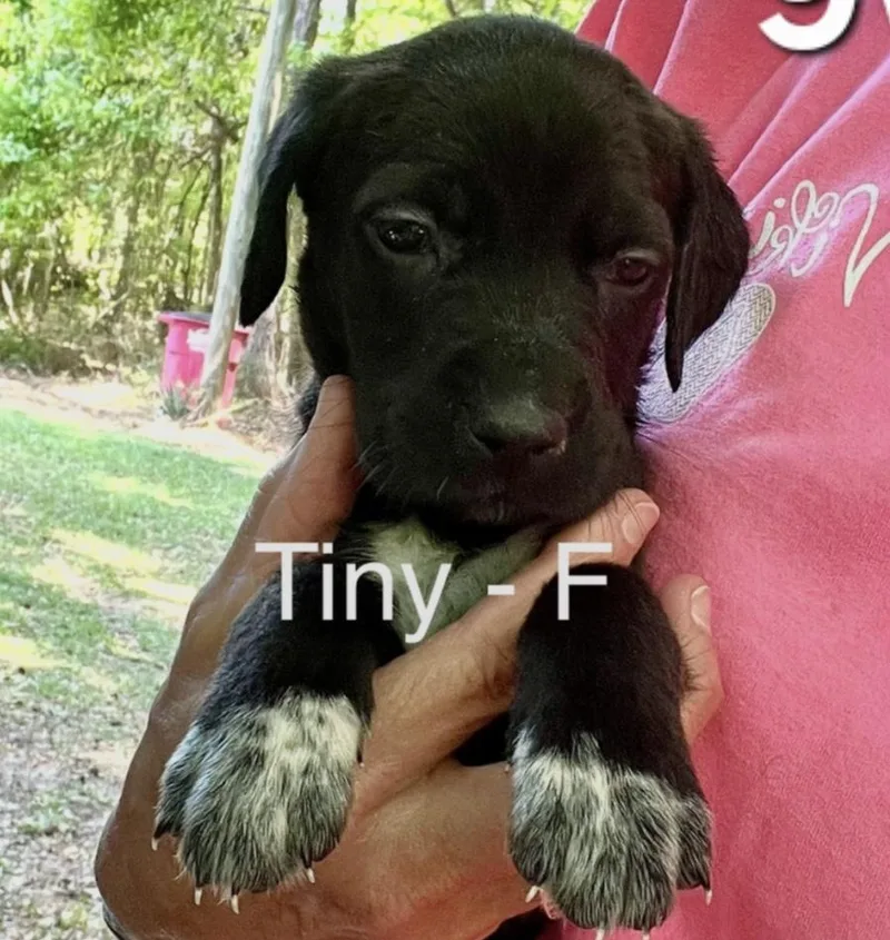A baby medium-sized female Black Hound dog named Tiny for adoption in Parma, OH