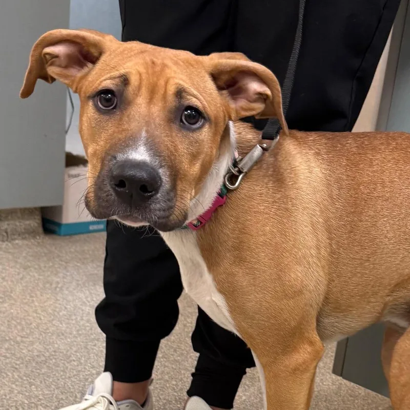 A young medium-sized female Yellow / Tan / Blond / Fawn Mixed Breed dog named Merida for adoption in Jacksonville, FL