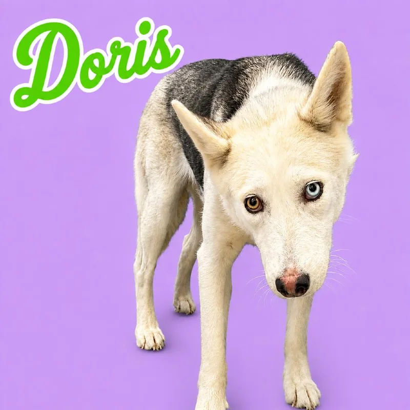 A young medium-sized female White / Cream Husky dog named Doris for adoption in Scottsdale, AZ