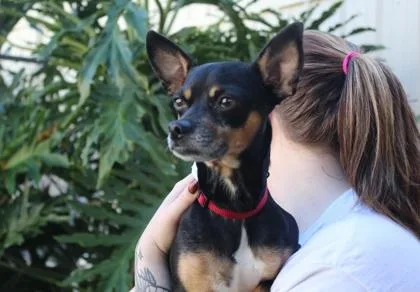 An adult small-sized male Miniature Pinscher dog named Turbo for adoption in Brunswick, GA