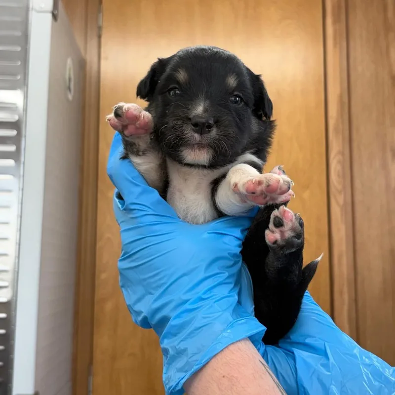 A baby small-sized female Black Mixed Breed dog named Clairol for adoption in LOXAHATCHEE, FL