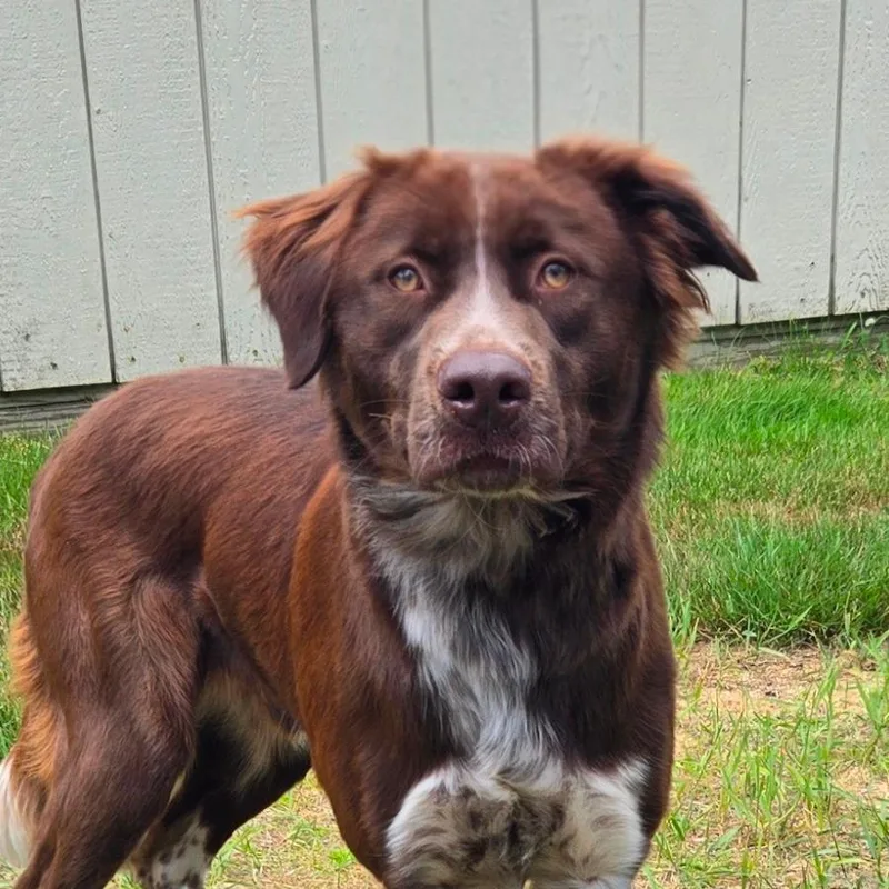 A young large-sized male Brown / Chocolate Australian Shepherd dog named CT Hopper for adoption in Eastford, CT