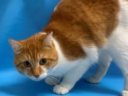 An adult small-sized male Domestic Short Hair cat named Pippin for adoption in Golden Valley, MN