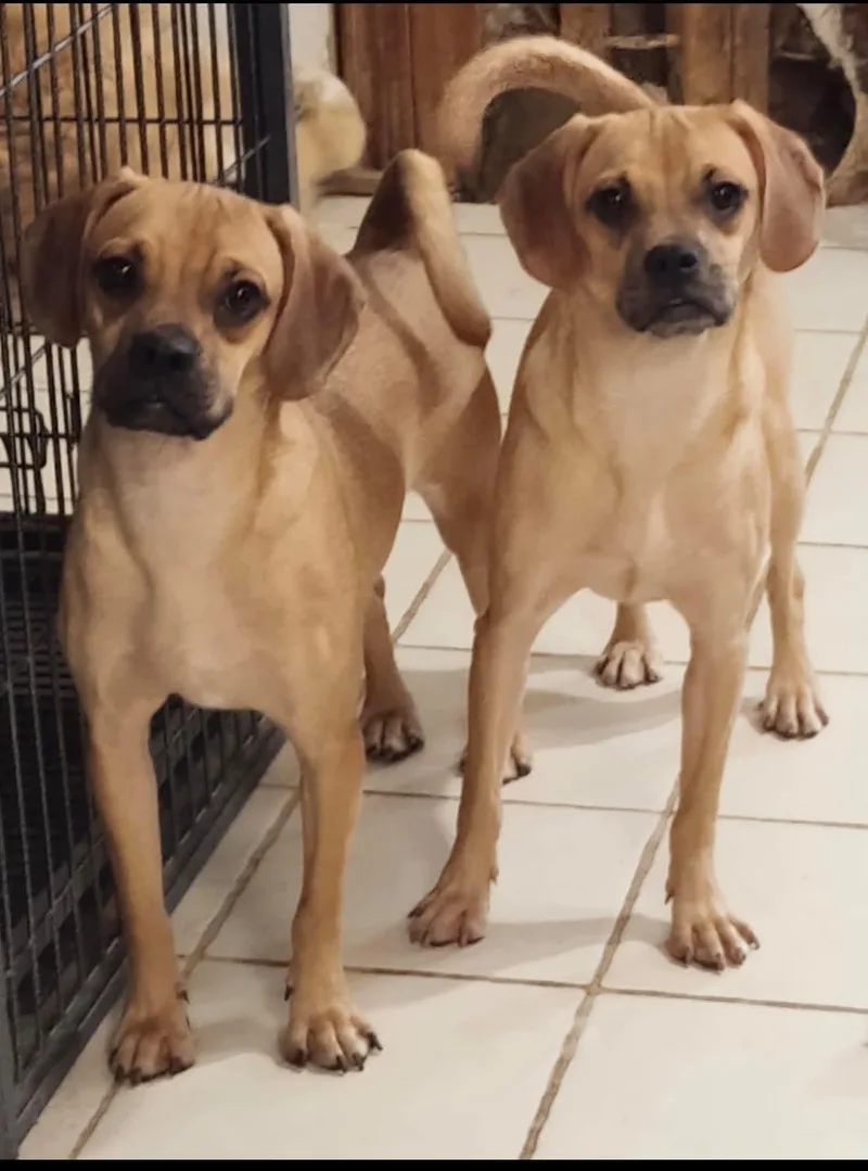 A young small-sized male Puggle dog named Love Bug for adoption in Toms River, NJ