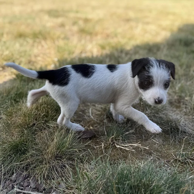 A baby small-sized male Black Terrier dog named Otis for adoption in Newberg, OR