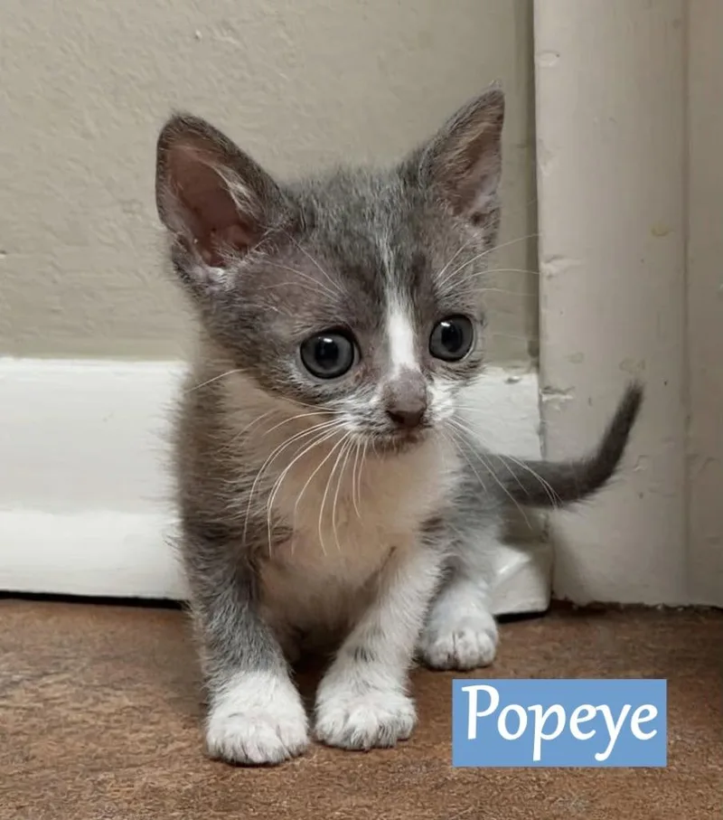 A baby medium-sized male Domestic Short Hair cat named Popeye for adoption in Hoover , AL