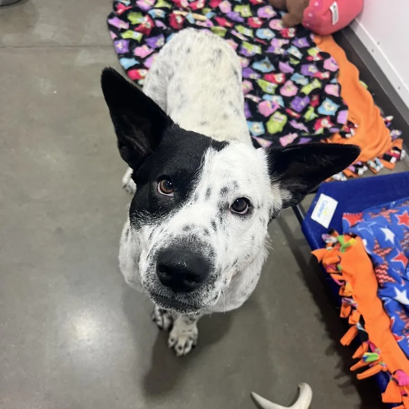 An adult medium-sized male White / Cream Mixed Breed dog named Spots for adoption in Bismarck, ND