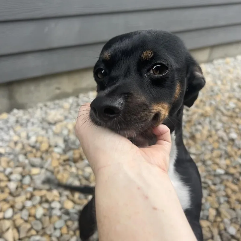 An adult small-sized male Black Dachshund dog named Pippin for adoption in St. Louis, MO