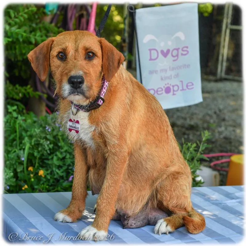 An adult medium-sized female Yellow / Tan / Blond / Fawn Labrador Retriever dog named Caramello for adoption in Wake Forest, NC