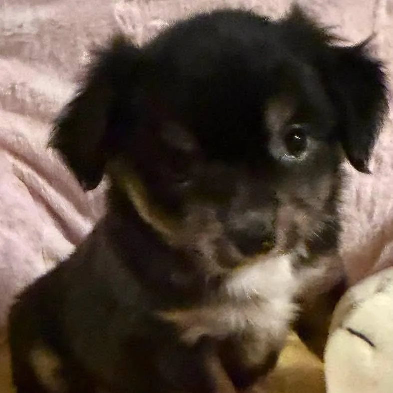A baby small-sized female Black Chihuahua dog named Papaya for adoption in Normal, IL