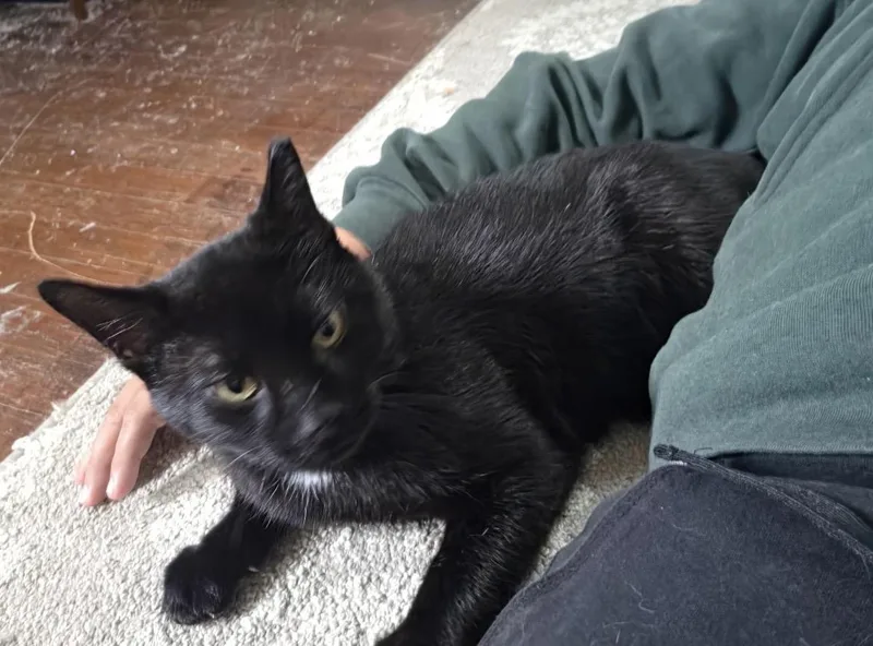 An adult large-sized male Domestic Short Hair cat named Bernard for adoption in Havertown, PA