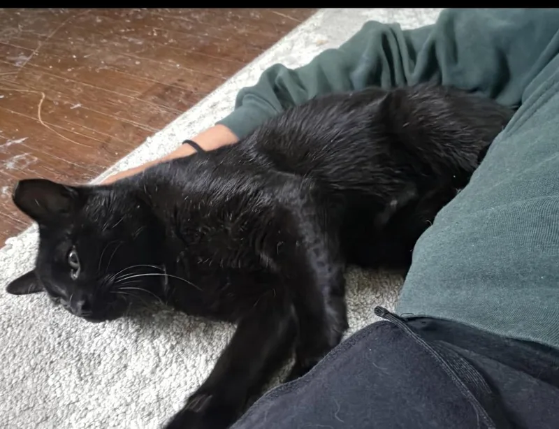 Bernard thumbnail 3