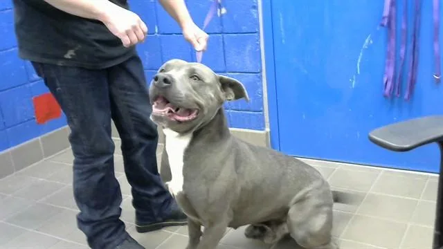 An adult large-sized male Pit Bull Terrier dog named Goober for adoption in Albuquerque, NM