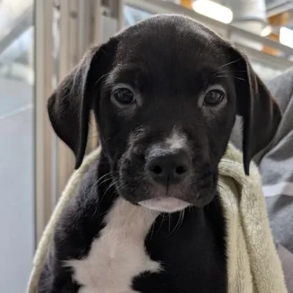 A baby small-sized male Mixed Breed dog named Wasowski for adoption in Voorhees, NJ