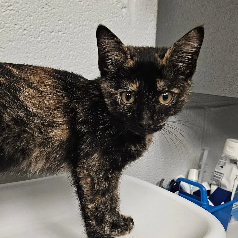 A baby small-sized female Black Domestic Short Hair cat named Melanie for adoption in Birdsboro, PA