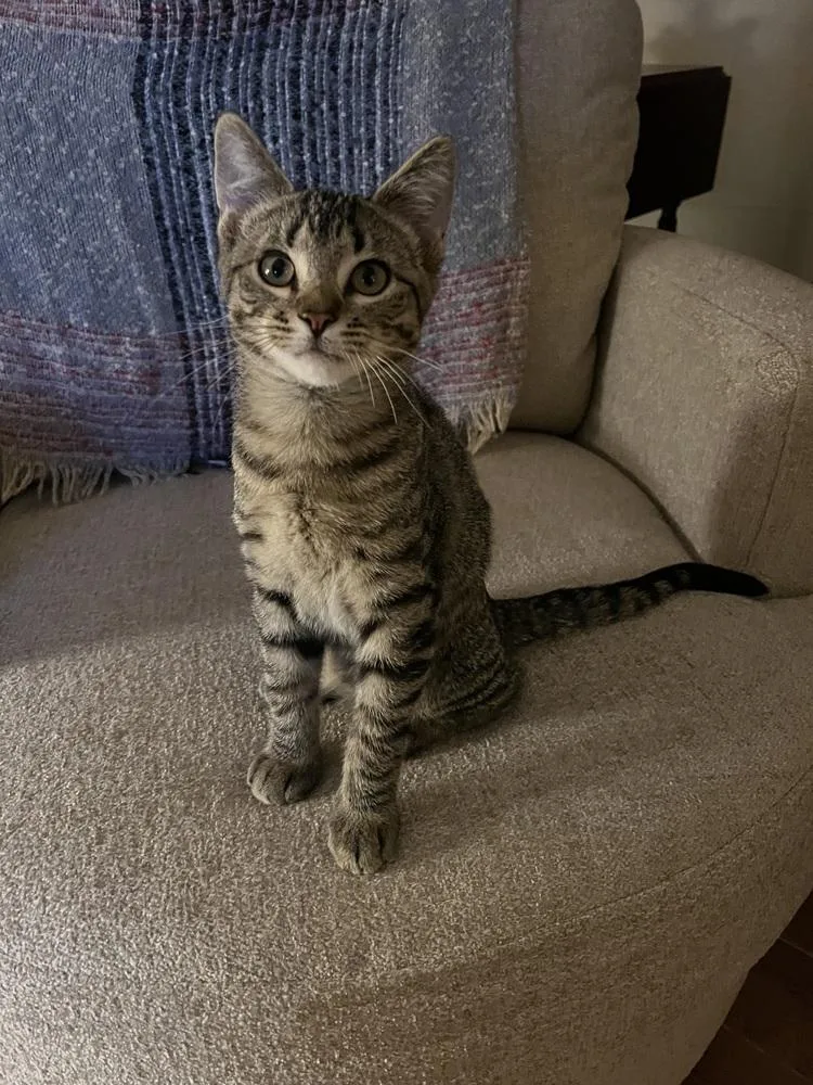 A baby small-sized female Gray / Blue / Silver Domestic Short Hair cat named Tequila Sunrise for adoption in Duxbury, MA