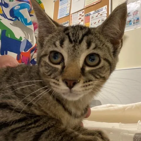 A baby small-sized female Black Domestic Short Hair cat named Chicken Noodle Soup for adoption in Novelty, OH