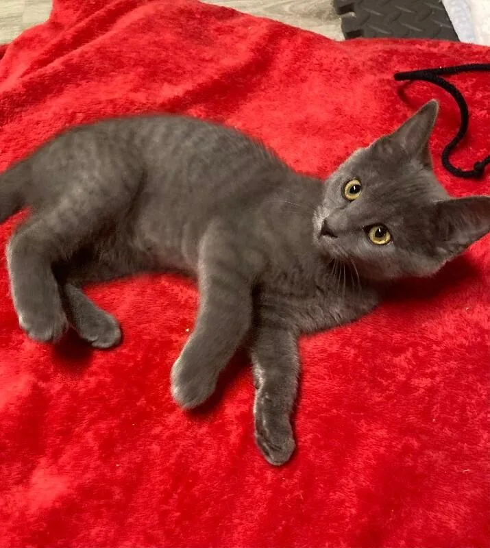A young medium-sized female Gray / Blue / Silver Domestic Short Hair cat named Cucumber Pie for adoption in Fort Collins, CO