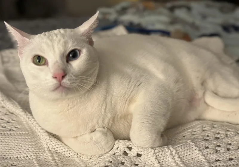 Snowball & Lolly  thumbnail 2